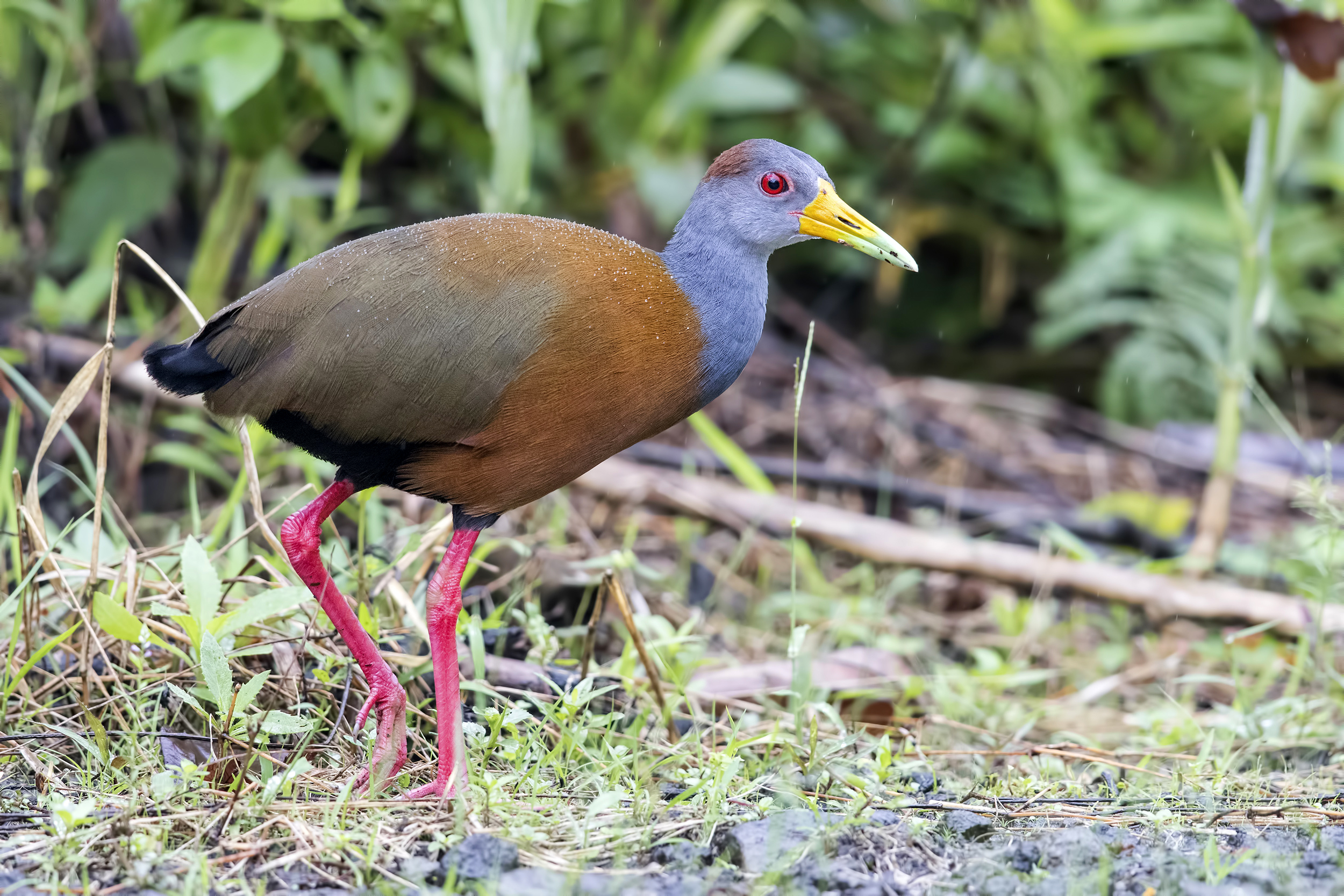 White-throated Crake — Ana fotoğraf